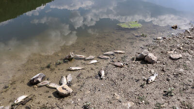 İki ilde endişelendiren balık ölümleri