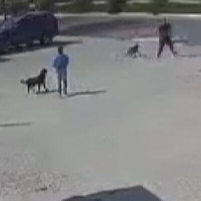 Vicdansız! Sokak köpeğini silahla öldürdü