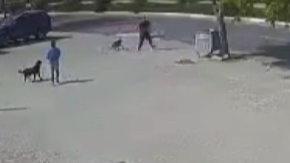 Vicdansız! Sokak köpeğini silahla öldürdü