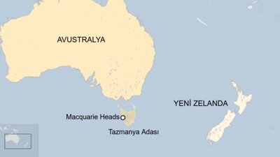 Avustralya'da kıyıya vurup ölen balinaların sayısı 380'e yükseldi