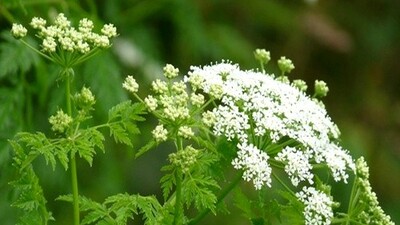 Anasonun kullanım alanları ve faydaları