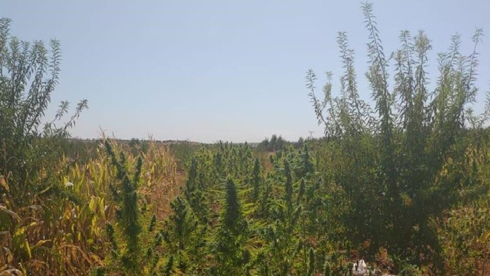 Zehir tacirlerine dev operasyon!