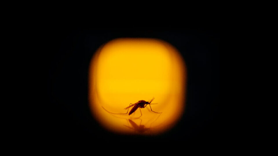 Salgını önceden bilecek!