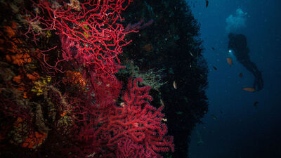 Dünyada bir eşi de Portofino'da...