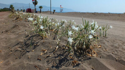 Bu çiçeği koparmayı aklınızdan geçirmeyin!