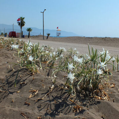 Bu çiçeği koparmayı aklınızdan geçirmeyin!