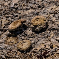 Milli sporcu bisiklet antrenmanı yaparken keşfetti