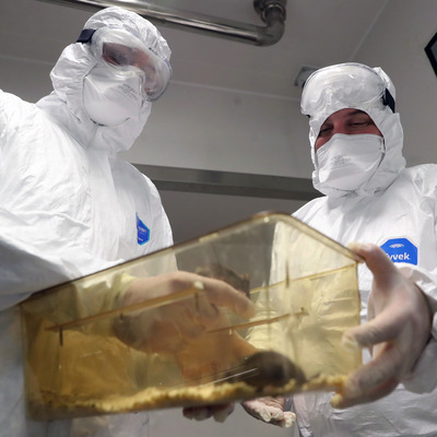 Aşıda insan denemeleri başlıyor