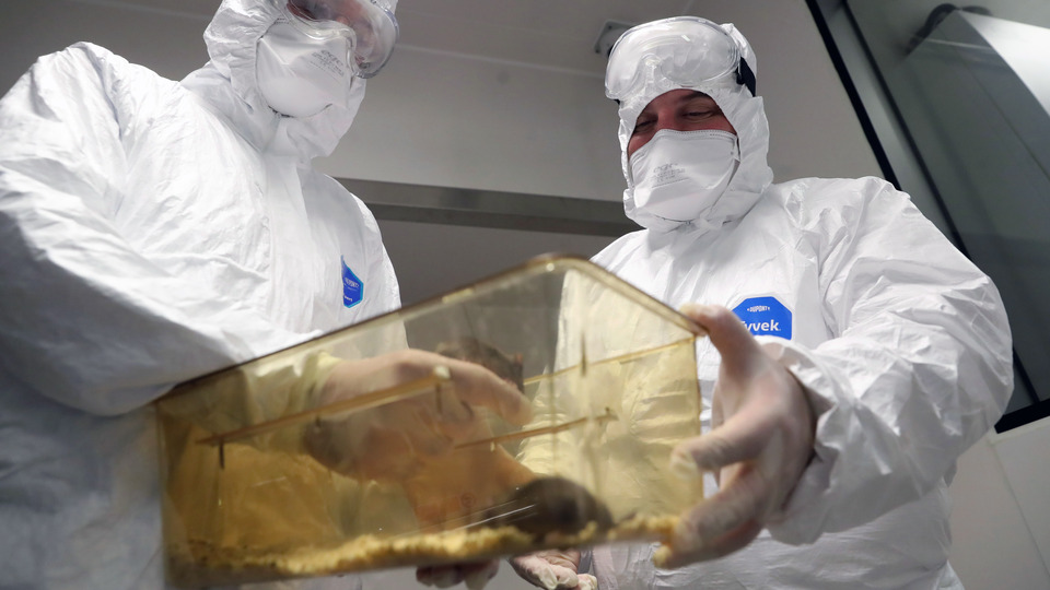 Aşıda insan denemeleri başlıyor