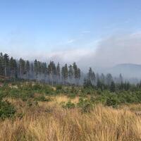 Bolu'da ormanlık alanda yangın!