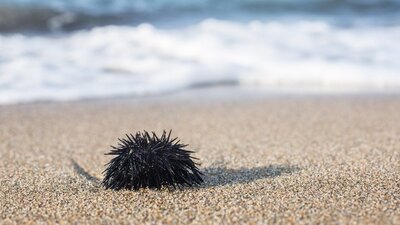 Deniz kestanesi batmasına karşı tedavi uygulamaları