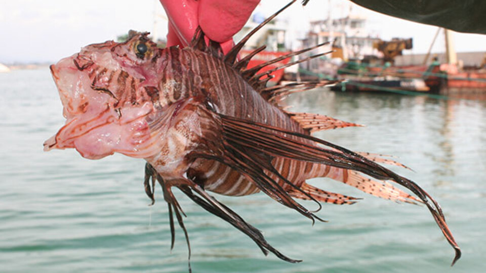 Zehirli ama yeniliyor!