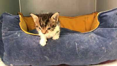 Türkiye´nin 2´nci down sendromlu kedisi