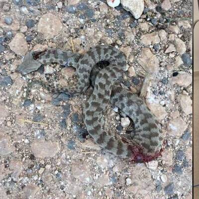 Engerek dehşeti! Civan yoğun bakımda