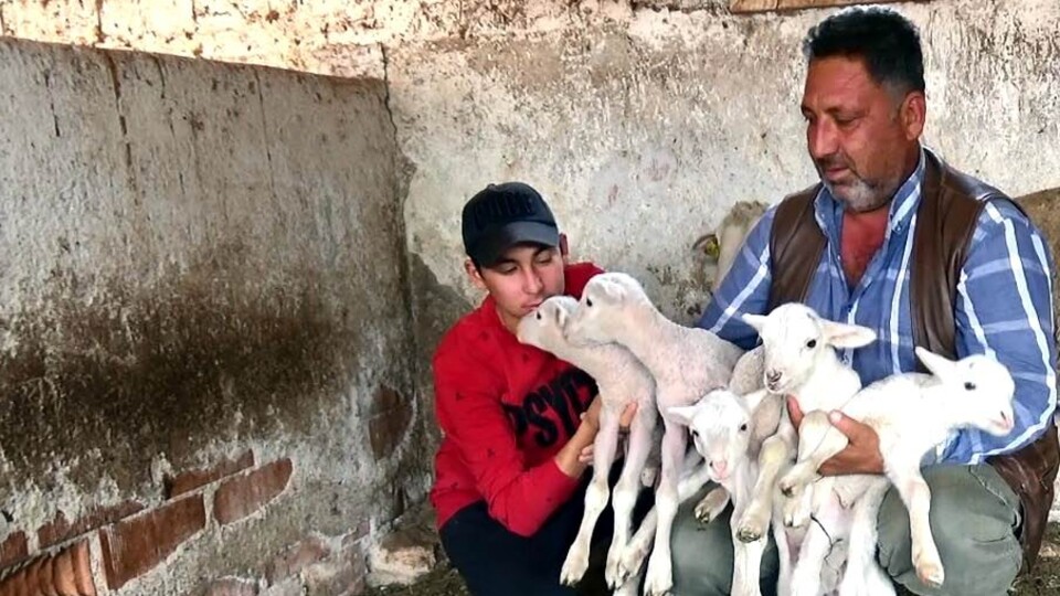 Yeni doğan kuzularına maske, mesafe ve hijyen isimlerini verdi