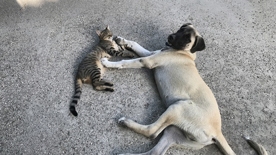 Kedi ile köpeğin şaşırtan dostluğu
