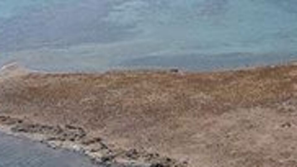 Taşlı Ada 'kesin korunacak hassas alan' ilan edildi