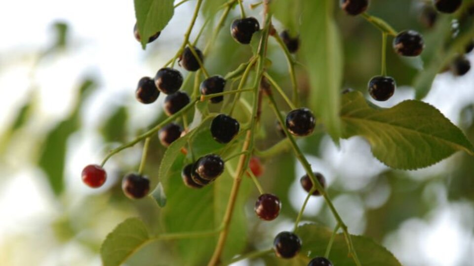 Mahlebin özellikleri ve faydaları