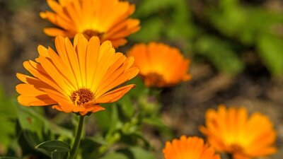 Aynısefa bitkisinin mucizevi etkileri