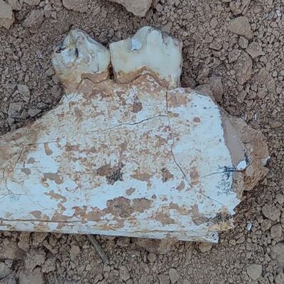 Anadolu'da daha önce tespit edilmemişti... Denizli'de bulundu