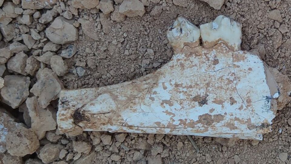 Anadolu'da daha önce tespit edilmemişti... Denizli'de bulundu