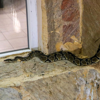 Tefecilerden 'pitonlu' tehdit!