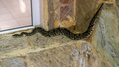 Tefecilerden 'pitonlu' tehdit!