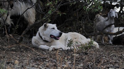 Eskişehir'de 5 Akbaş cinsi köpeği vurdular!