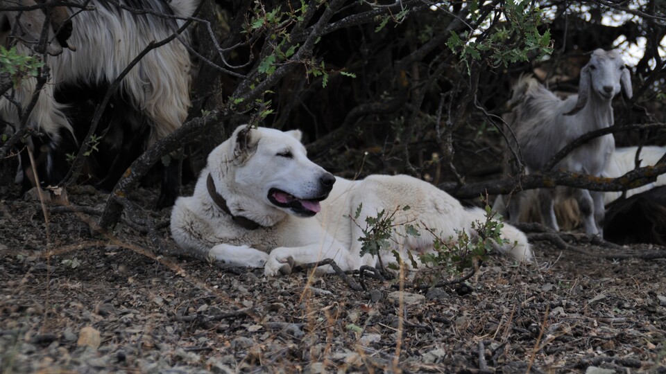Eskişehir'de 5 Akbaş cinsi köpeği vurdular!
