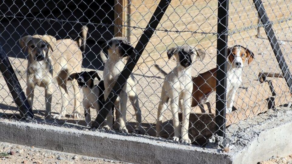 Sokak hayvanlarına destek!
