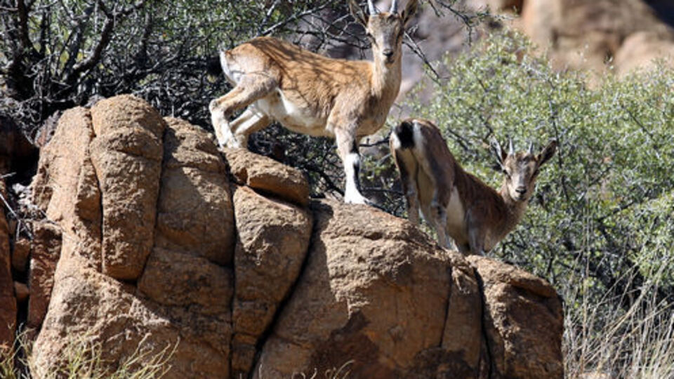 Erzurum'da sürü halinde görüntülendi
