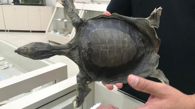 Diyarbakır'da 11 yıl aranın ardından görüldü