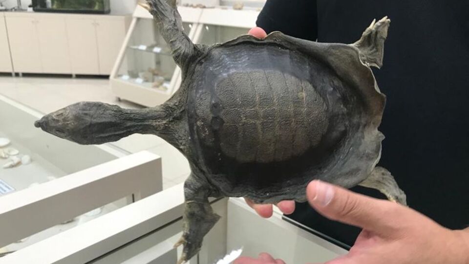 Diyarbakır'da 11 yıl aranın ardından görüldü