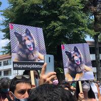 Hayvan haklarında yeni düzenleme şart!