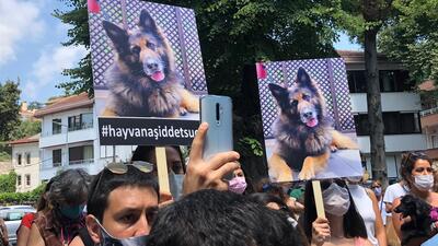 Hayvan haklarında yeni düzenleme şart!