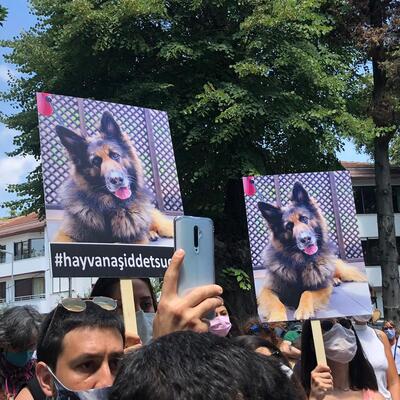 Hayvan haklarında yeni düzenleme şart!