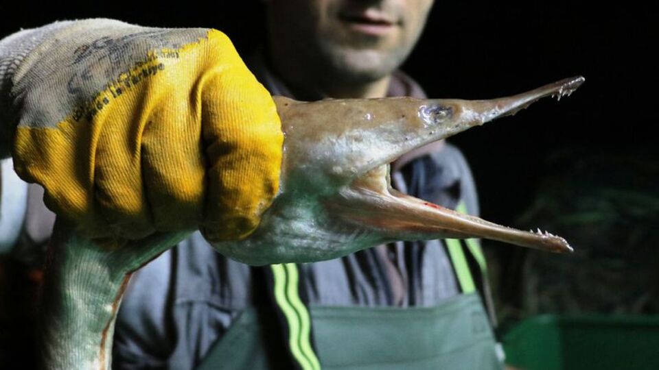İlk kez görüldü, balıkçıları bile şaşırttı