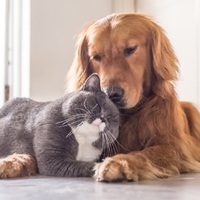 Bugün 4 Ekim Hayvanları Koruma Günü