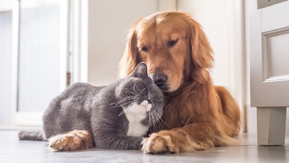 Bugün 4 Ekim Hayvanları Koruma Günü