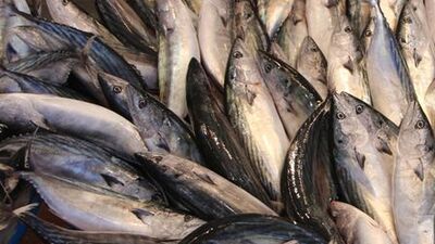 Palamut bolluğu yüzleri güldürdü