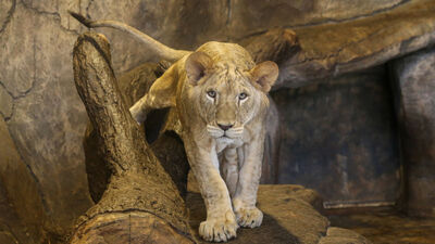 Türkiye'nin yavru aslan ve kaplanları Afrika yolcusu