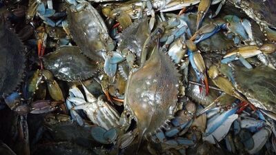 Balıkçıların 'korkulu rüyası' turistlerin gözdesi