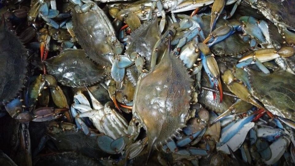 Balıkçıların 'korkulu rüyası' turistlerin gözdesi