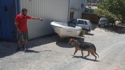 Kafatasını köpekler buldu!