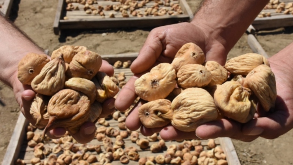 Bahçeden 81 kilogram incir çaldı, yakayı ele verdi