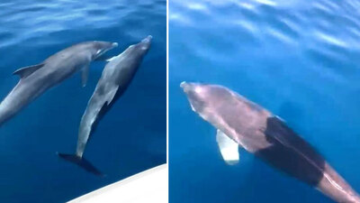 Yunuslar botları takip ederse...