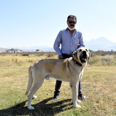 Valilerin 'Anadolu aslanı' atışması talepleri artırdı