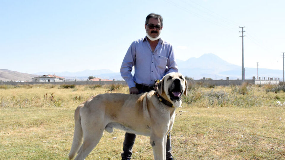 Valilerin 'Anadolu aslanı' atışması talepleri artırdı