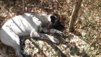 Şüpheli ölümlerin nedeni belli oldu