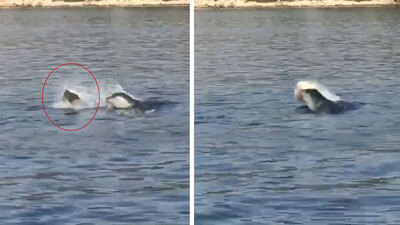 Akdeniz fokundan ibretlik 'çöp tepkisi'